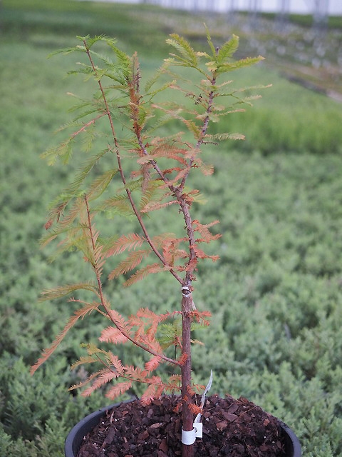 Taxodium distichum 'Peve Yellow'